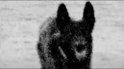 Hugo Chan - BITE (Music Video)