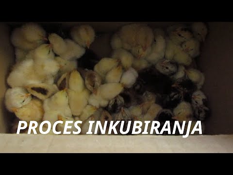 Video: Kako Uzgajati Guse U Inkubatoru