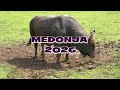 - MEDONJA ULETIO U ARENU NIKAD TEŽI, EDIN ZADOVOLJAN