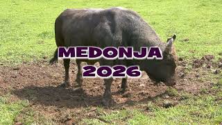 - MEDONJA ULETIO U ARENU NIKAD TEŽI, EDIN ZADOVOLJAN