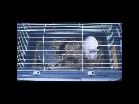 Reproduction lapin nain belier