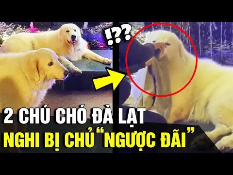 Thực hư chuyện '2 CHÚ CHÓ' nổi tiếng Đà Lạt nghi bị chủ 'LỢI DỤNG KIẾM TIỀN' và ngược đãi | Động Tin