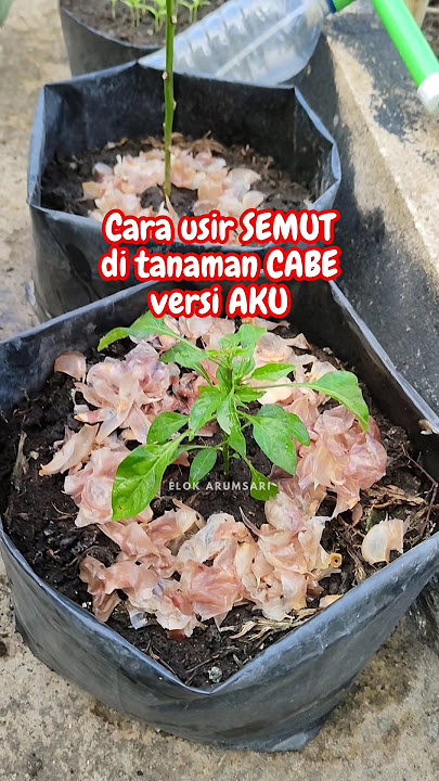 HOW TO GET RID OF ANTS FROM CHILI PLANTS MY VERSION