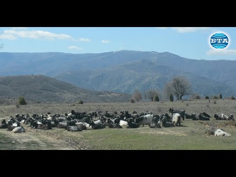 Видео: Отглеждане на кози през зимата