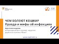 Чем болеют кошки? Правда и мифы об инфекциях