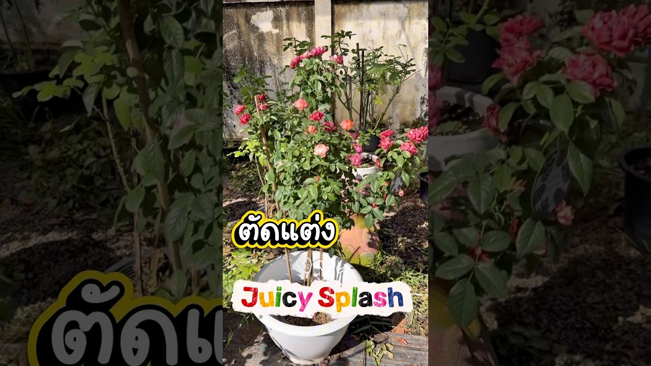 ตัดแต่ง Juicy Splash 