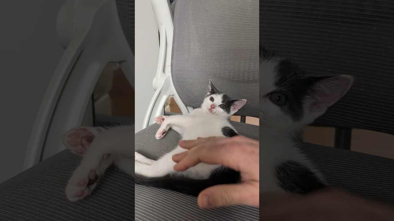 Jim's health is improving and Pam is so weird. #kittens #catshorts