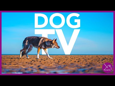 DOG TV - 15 HOURS OF ENTERTAINING VIDEOS FOR DOGS