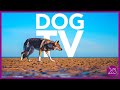 DOG TV - 15 HOURS OF ENTERTAINING VIDEOS FOR DOGS