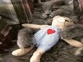 So Cute Cats Funny Cat Compilation | Funny Cats Video