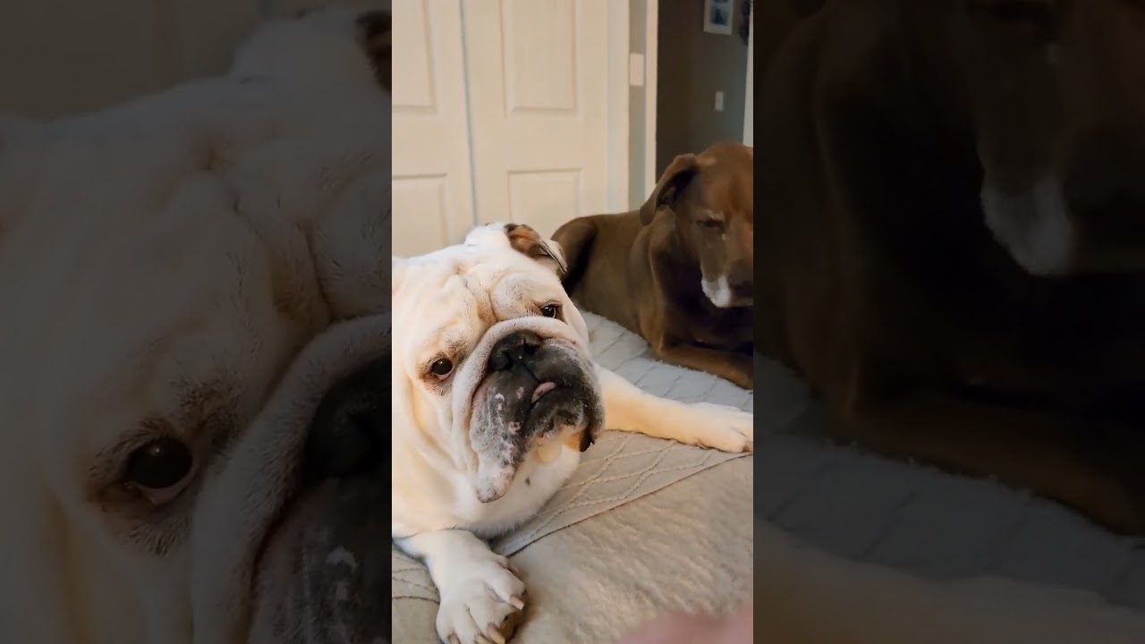 English bulldog 🐶 and chocolate lab being best old  friends 