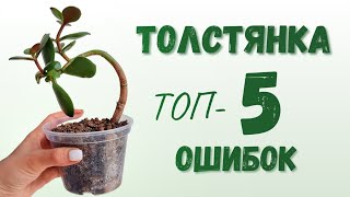 Денежное Дерево 🌳 ТОП-5 Ошибок в Уходе за Крассулой