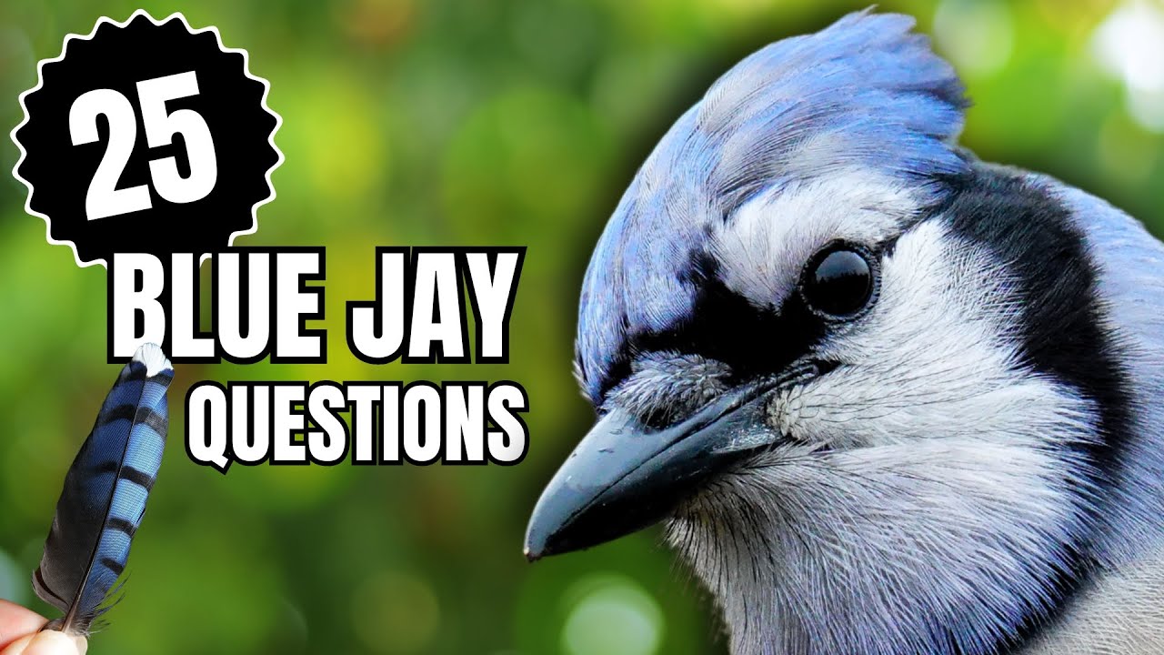 Everything You Wondered About Blue Jays | 25 Questions Answered