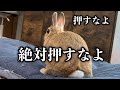 ぜったい押すなと言われたので押してみた