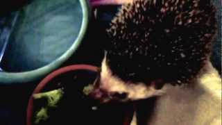 Snorri the hedgehog eating some broccoli