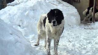 ciobanesc romanesc de bucovina
