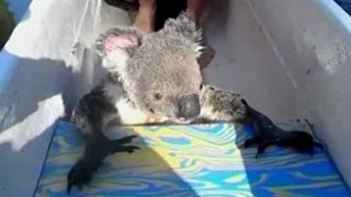 Download Lagu Koala Menumpang Pada Pendayung Kano Download Lagu Koala Menumpang Pada Pendayung Kano