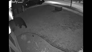 Florida Black Bear Walks Right Past My Front Yard Security Camera In Residential Area.