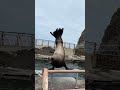 Runa chan main ke Aquarium Jepang🇯🇵🥰