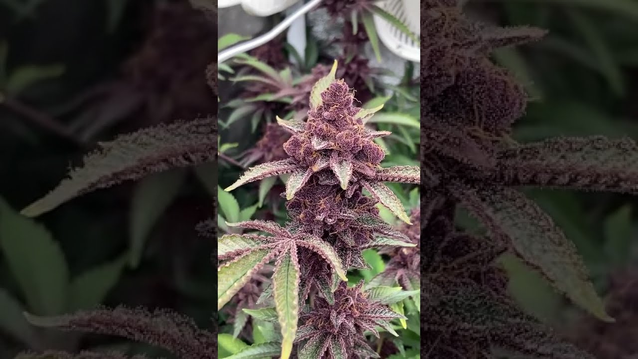 🌌 Colorado Nightshifter by Relentless Genetics  