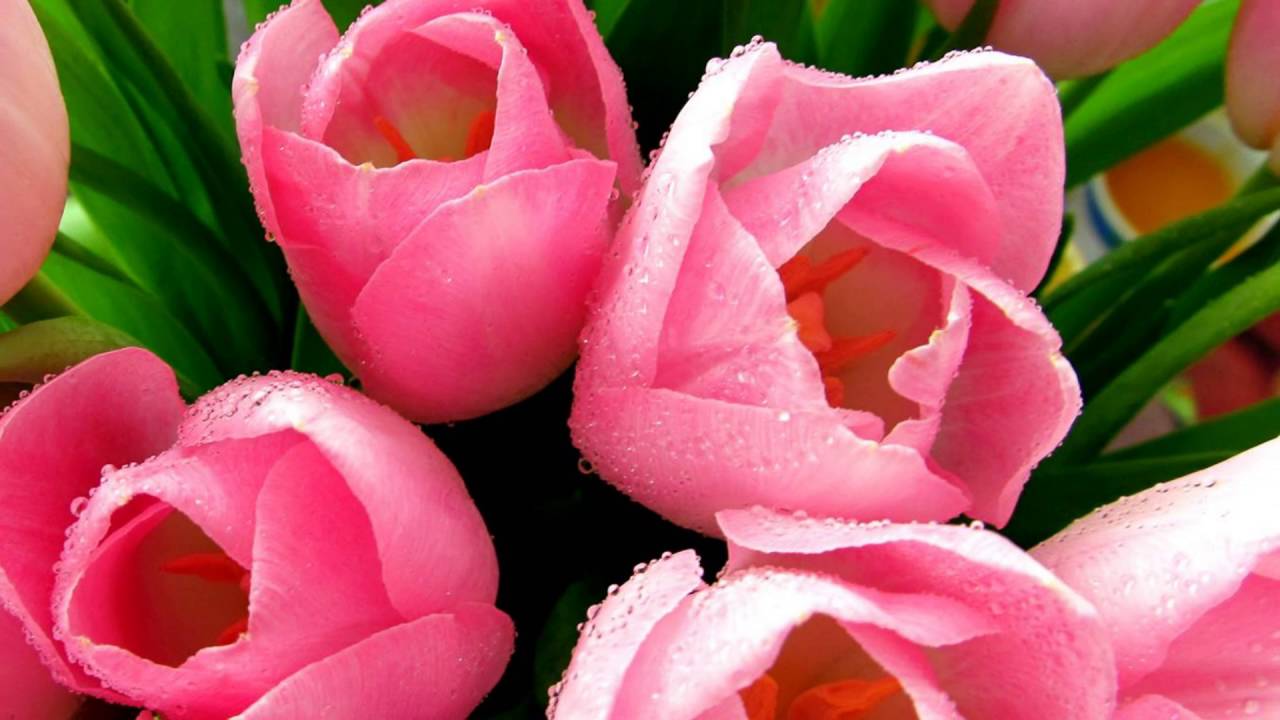 PINK  TULIPS  3