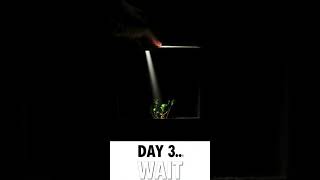 “I Put Carrot Tops in TOTAL Darkness… Day 3 Shocked Me 😳🌱”