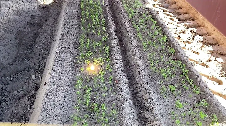 Carbon Robotics Autonomous Weeder - Laserweeding i...