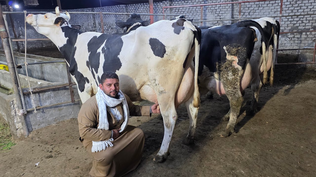 دبابات بقر والد بالحجم العائلي في مزرعة المعلم محمد طلعت أضخم بقر  والد وعشر ولبن 👍 بتاريخ/ 2 / 3