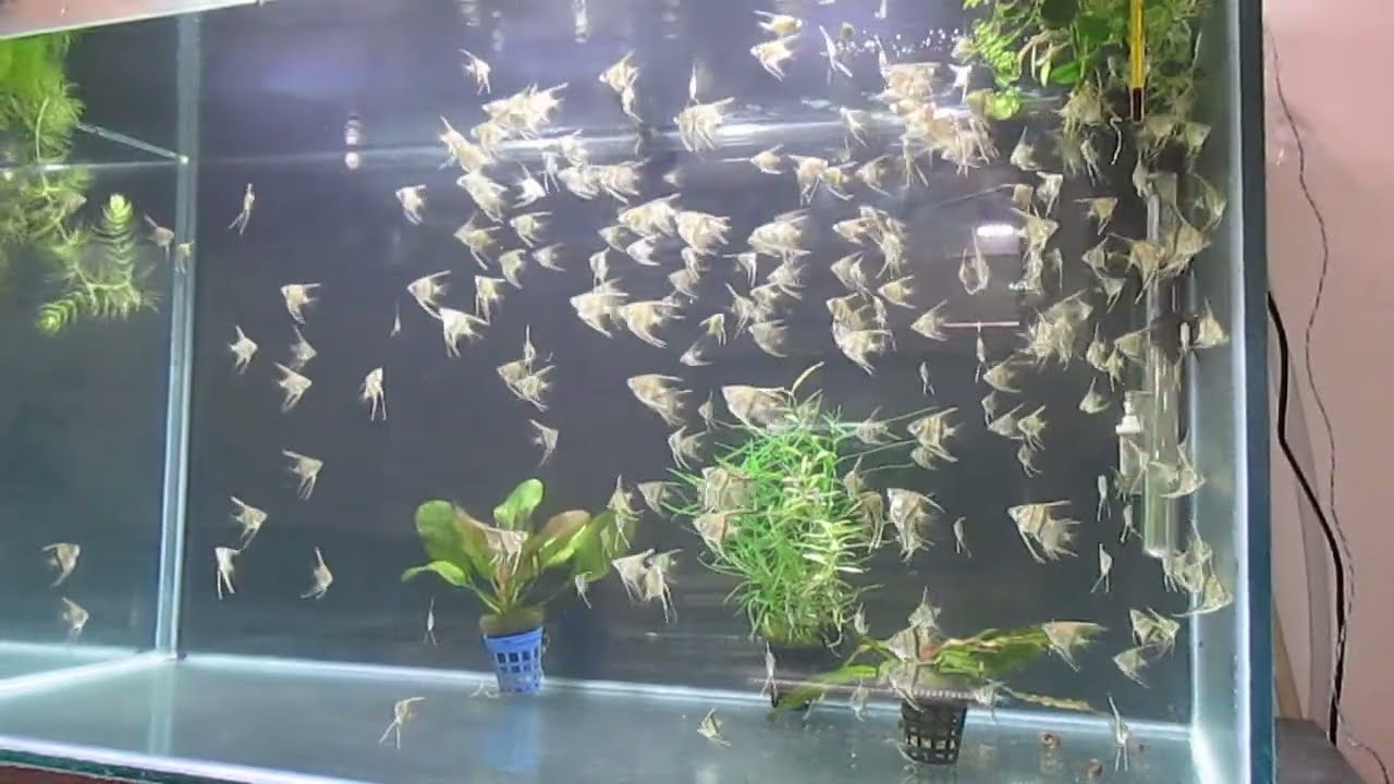 Manacapuru F4 typ II 8 week