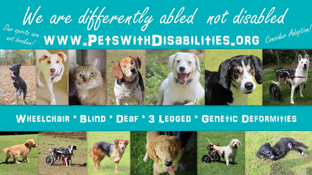 Pets with Disabilities