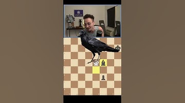 Thumbnail of Gothamchess sub blunders his queen #chess #gothamchess