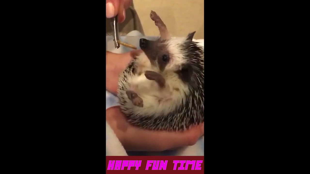HILARIOUS Adorable HEDGEHOGS. 