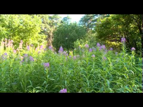 Видео: Тюменский характер. Лидия Сурина.