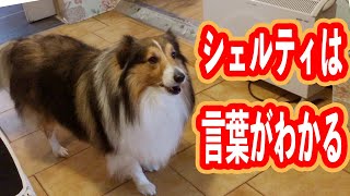 Sheltie understands the language