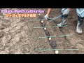 【秋ジャガイモ】マルチ栽培　Potato mulch cultivation