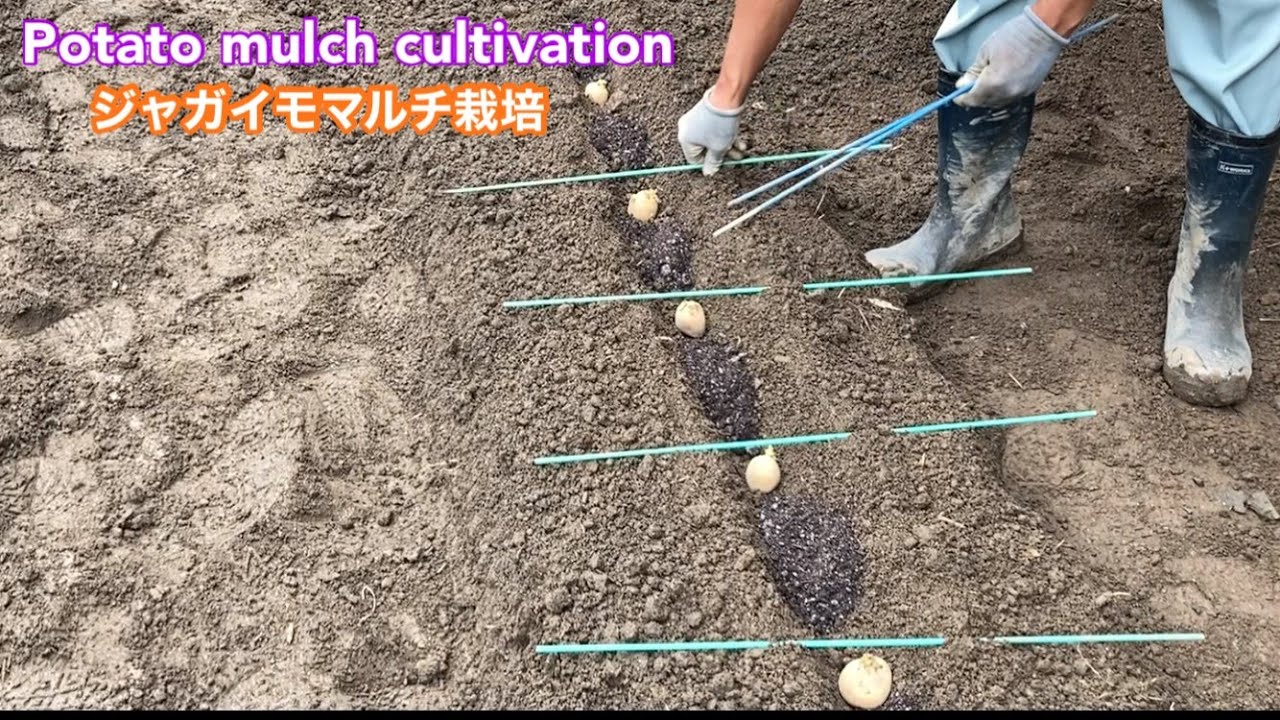 【秋ジャガイモ】マルチ栽培　Potato mulch cultivation