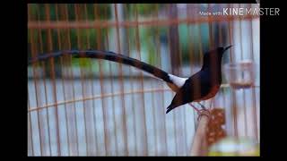 Masteran Lovebird Dengan JEDA !!