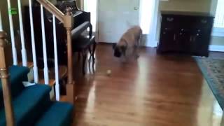 Funny Dogs Eating Peanut Butter Compilation 2013 NEW HD