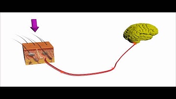 Stanford engineers create artificial skin that can send pressure sensation to brain cell