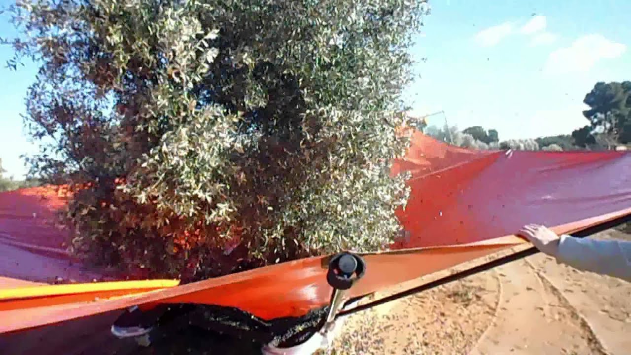 Agromelca - Recolección de aceitunas con olivos adultos - cabezal paralelo Z20 - YouTube