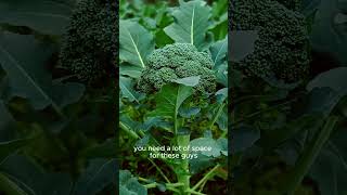 Top 5 Veggie Plants For A Fast, Easy Harvest Mitre 10 Easy As