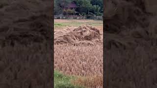Living haystack