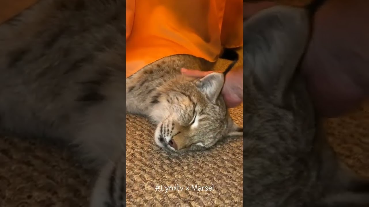 Happy Lynx Marsel Purring 
