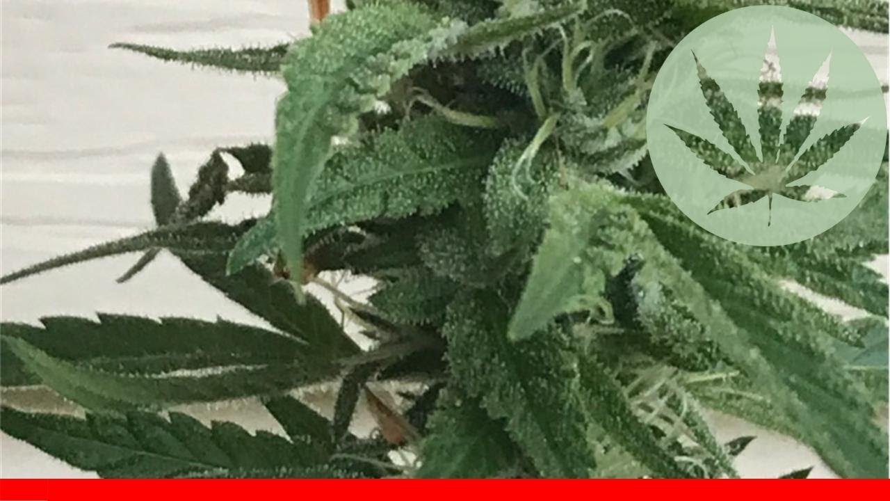 Permafrost - All About This Strain