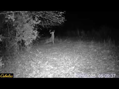 TRAILCAM TUESDAY! 🚨 What a rack on this guy!