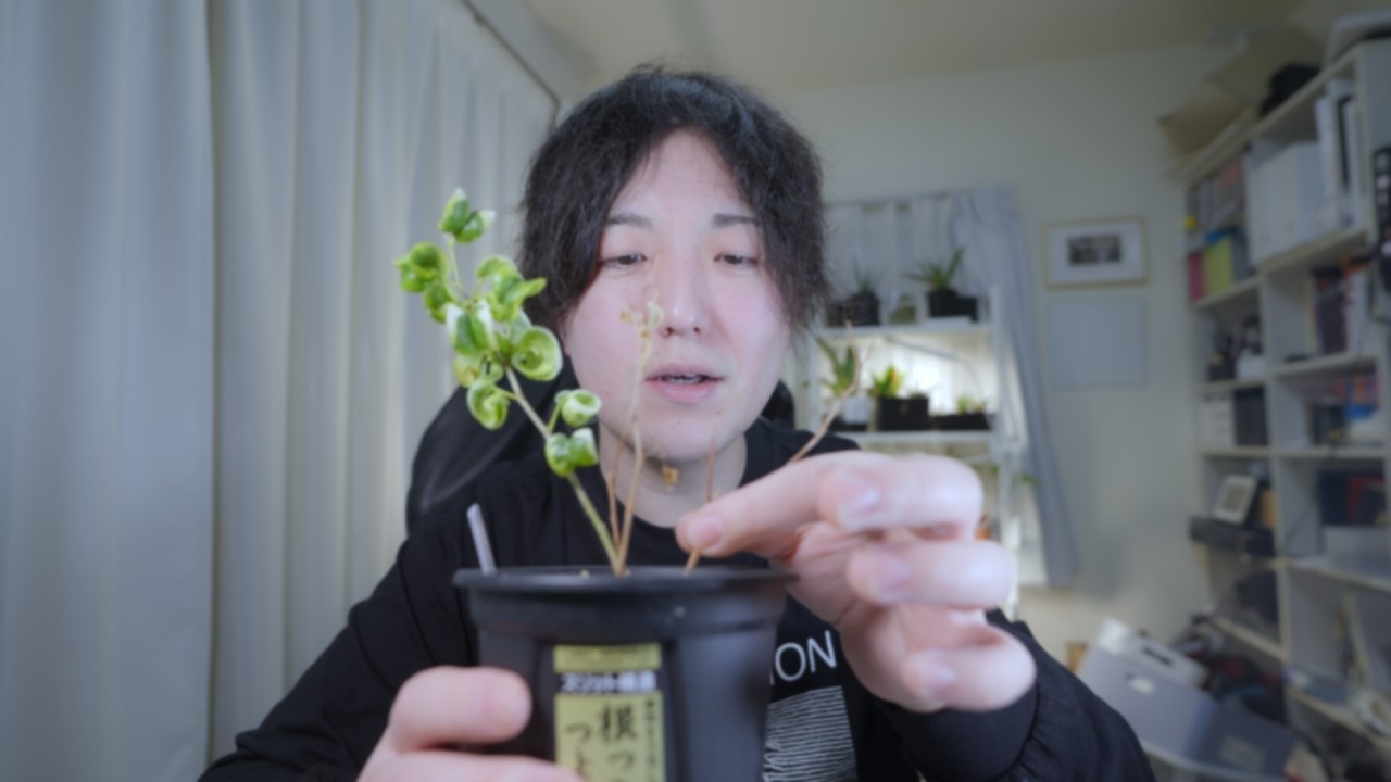 最近困ってる植物たち外に放置してたアガベ（ホワイトアイス）が、、 #観葉植物 #植物  #アガベ