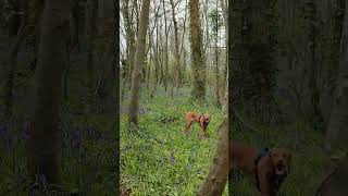 A little vizsla enjoying life in the woods