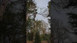 Climbing Arborist using Battery Chainsaw #treefelling