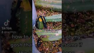 Successful Little Graft