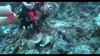 Woman Scuba Diver And Giant Clam